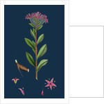 Sedum Fabaria; Narrow-Leaved Orpine by Anonymous