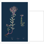 Sedum Eu-Album; Sedum Album and Sedum Micranthum; White Stone-Crop by Anonymous