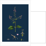 Circaea Lutetiana; Common Enchanter's-Nightshade by Anonymous