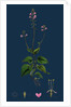 Circaea Alpina; Alpine Enchanter's-Nightshade by Anonymous