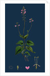 Circaea Alpina; Alpine Enchanter's-Nightshade by Anonymous