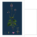 Circaea Alpina; Alpine Enchanter's-Nightshade by Anonymous