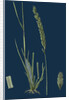 Triticum Pungens; Erect Sea Couch-Grass by Anonymous