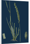 Triticum Pungens; Erect Sea Couch-Grass by Anonymous