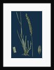 Triticum Pungens; Erect Sea Couch-Grass by Anonymous