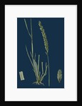 Triticum Pungens; Erect Sea Couch-Grass by Anonymous