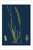 Triticum Pungens; Erect Sea Couch-Grass by Anonymous