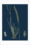 Triticum Pungens; Erect Sea Couch-Grass by Anonymous