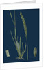 Triticum Pungens; Erect Sea Couch-Grass by Anonymous