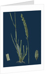 Triticum Pungens; Erect Sea Couch-Grass by Anonymous
