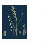 Triticum Junceum; Sand Couch-Grass by Anonymous