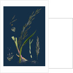 Glyceria Plicata; Folded-Leaved Meadow-Grass by Anonymous