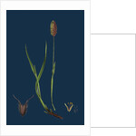 Phleum Alpinum; Alpine Timothy-Grass by Anonymous