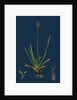 Sesleria Caerulea; Blue Moor-Grass by Anonymous