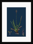 Sesleria Caerulea; Blue Moor-Grass by Anonymous