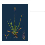 Sesleria Caerulea; Blue Moor-Grass by Anonymous