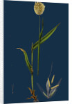 Lagurus Ovatus; Ovate Hare's-Tail-Grass by Anonymous