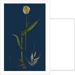 Lagurus Ovatus; Ovate Hare's-Tail-Grass by Anonymous