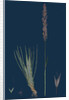 Agrostis Setacea; Bristle-Leaved Bent-Grass by Anonymous