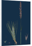 Agrostis Setacea; Bristle-Leaved Bent-Grass by Anonymous