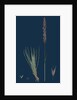 Agrostis Setacea; Bristle-Leaved Bent-Grass by Anonymous
