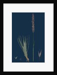 Agrostis Setacea; Bristle-Leaved Bent-Grass by Anonymous