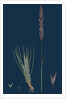 Agrostis Setacea; Bristle-Leaved Bent-Grass by Anonymous