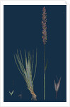 Agrostis Setacea; Bristle-Leaved Bent-Grass by Anonymous