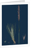 Agrostis Setacea; Bristle-Leaved Bent-Grass by Anonymous