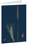 Agrostis Setacea; Bristle-Leaved Bent-Grass by Anonymous