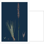 Agrostis Setacea; Bristle-Leaved Bent-Grass by Anonymous