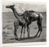 Camels from El-Teb, Soudan, at the Zoological Gardens: As They Were When Taken to the Gardens by Anonymous