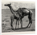 Camels from El-Teb, Soudan, at the Zoological Gardens: As They Were When Taken to the Gardens by Anonymous