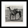 Camels from El-Teb, Soudan, at the Zoological Gardens: As They Were When Taken to the Gardens by Anonymous