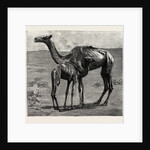 Camels from El-Teb, Soudan, at the Zoological Gardens: As They Were When Taken to the Gardens by Anonymous
