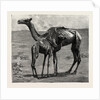 Camels from El-Teb, Soudan, at the Zoological Gardens: As They Were When Taken to the Gardens by Anonymous