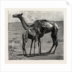 Camels from El-Teb, Soudan, at the Zoological Gardens: As They Were When Taken to the Gardens by Anonymous