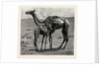 Camels from El-Teb, Soudan, at the Zoological Gardens: As They Were When Taken to the Gardens by Anonymous