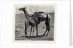 Camels from El-Teb, Soudan, at the Zoological Gardens: As They Were When Taken to the Gardens by Anonymous