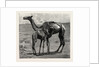 Camels from El-Teb, Soudan, at the Zoological Gardens: As They Were When Taken to the Gardens by Anonymous