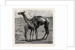 Camels from El-Teb, Soudan, at the Zoological Gardens: As They Were When Taken to the Gardens by Anonymous