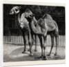 Camels from El-Teb, Soudan, at the Zoological Gardens: As They Are Now by Anonymous