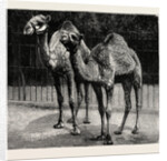 Camels from El-Teb, Soudan, at the Zoological Gardens: As They Are Now by Anonymous