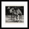 Camels from El-Teb, Soudan, at the Zoological Gardens: As They Are Now by Anonymous