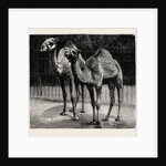 Camels from El-Teb, Soudan, at the Zoological Gardens: As They Are Now by Anonymous