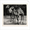 Camels from El-Teb, Soudan, at the Zoological Gardens: As They Are Now by Anonymous