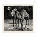 Camels from El-Teb, Soudan, at the Zoological Gardens: As They Are Now by Anonymous