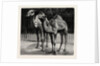 Camels from El-Teb, Soudan, at the Zoological Gardens: As They Are Now by Anonymous