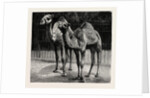 Camels from El-Teb, Soudan, at the Zoological Gardens: As They Are Now by Anonymous