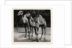 Camels from El-Teb, Soudan, at the Zoological Gardens: As They Are Now by Anonymous